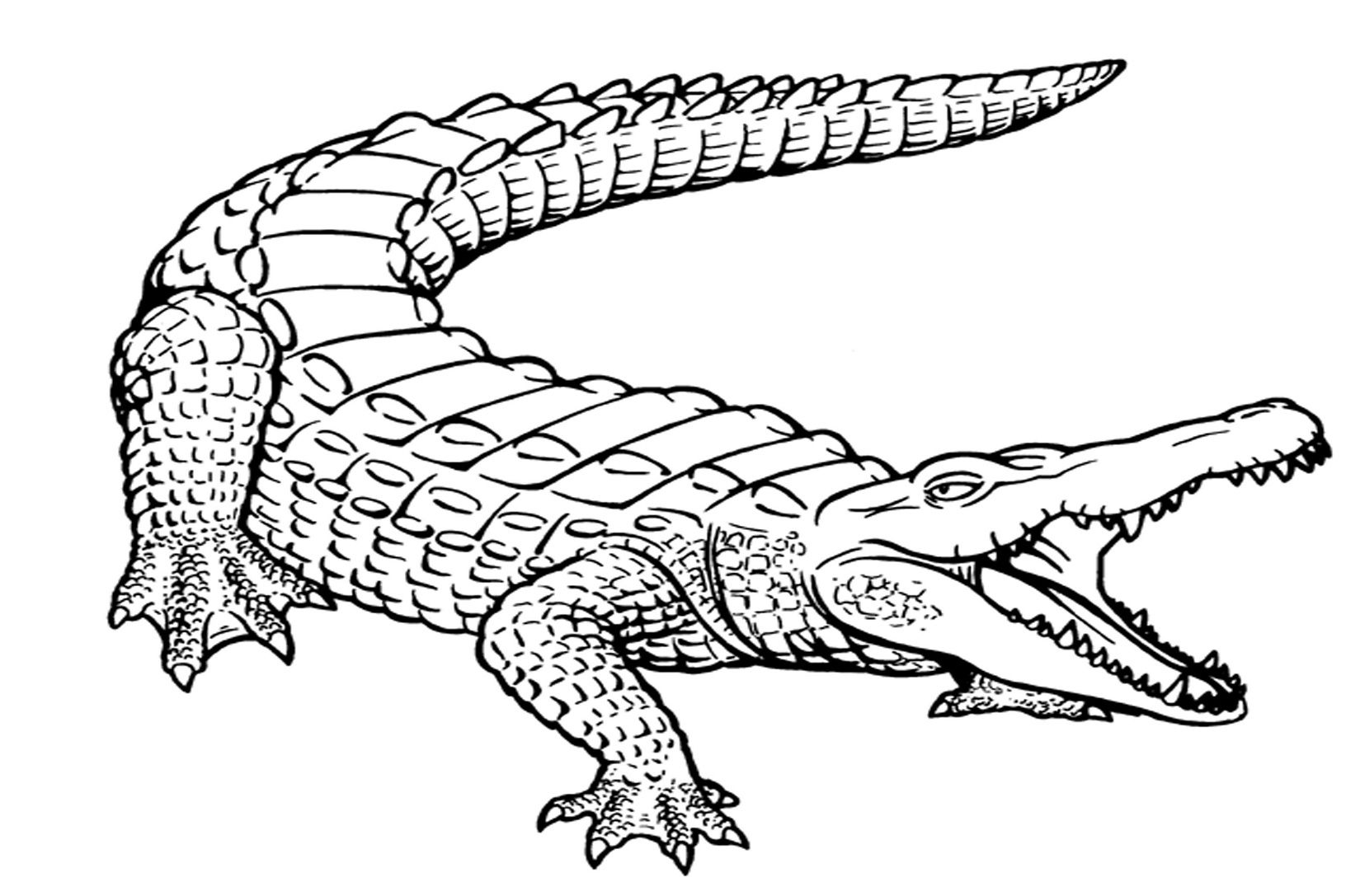 Free Printable Alligator Coloring Pages For Kids | Crocodile ...