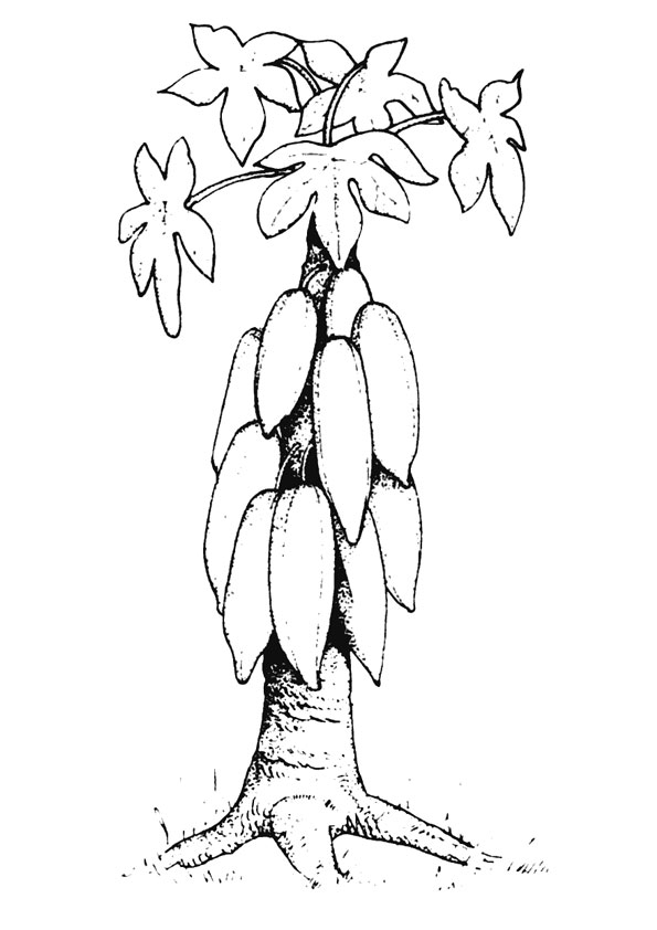 Coloring Pages | Papaya Plant Coloring Page for Kids