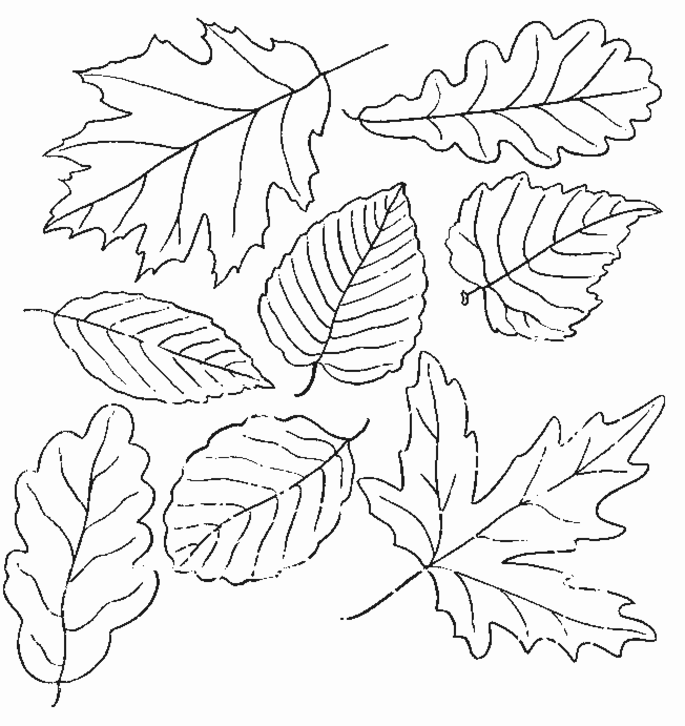 Autumn Leaf Coloring Page - Coloring Home