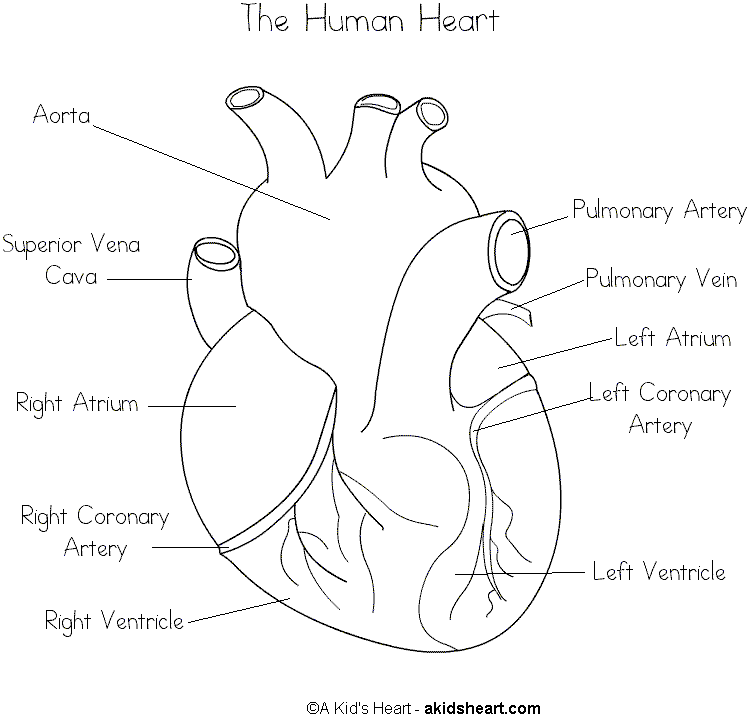 human heart coloring page - High Quality Coloring Pages