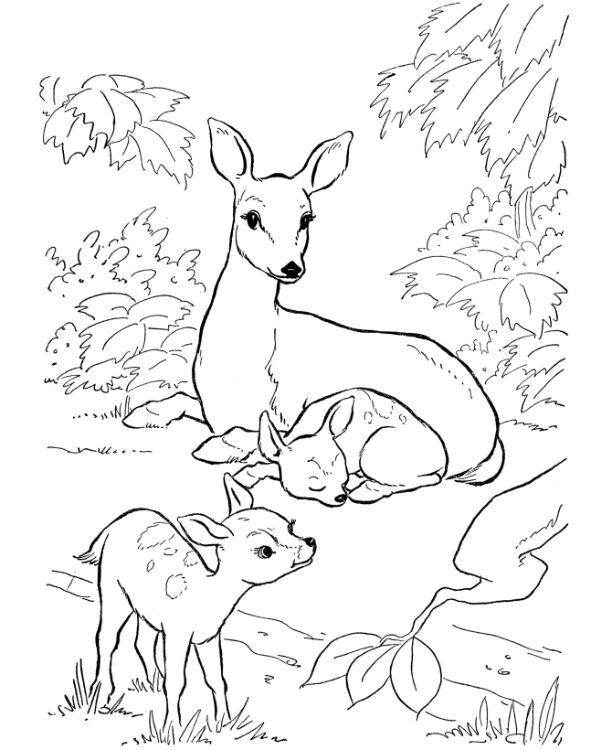 Whitetail Deer - Coloring Pages for Kids and for Adults