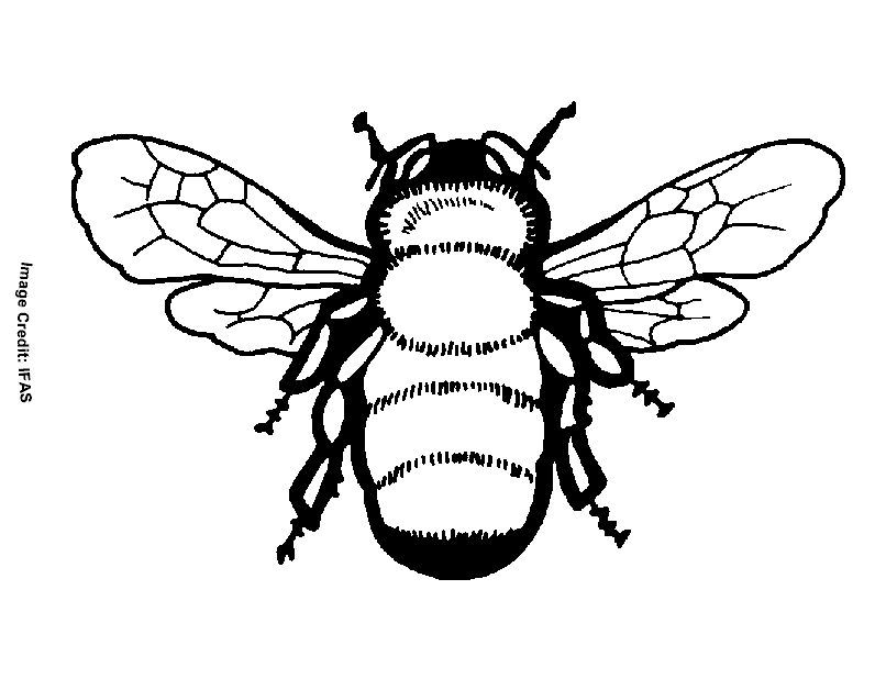 Bee - Free Coloring Pages for Kids - Printable Colouring Sheets