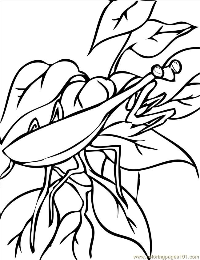 Coloring Pages Praying Mantis Ink (Animals > Insects) - free 
