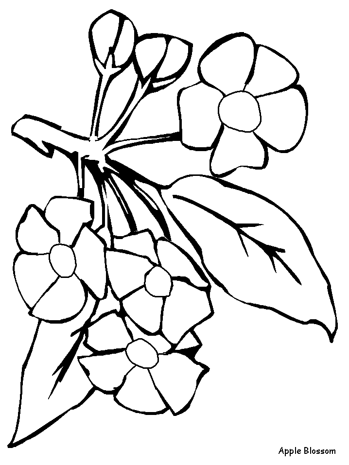 Appleblossom Flowers Coloring Pages & Coloring Book