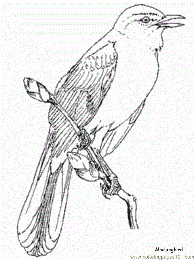 Coloring Pages Mockingbird (Animals > Others) - free printable 