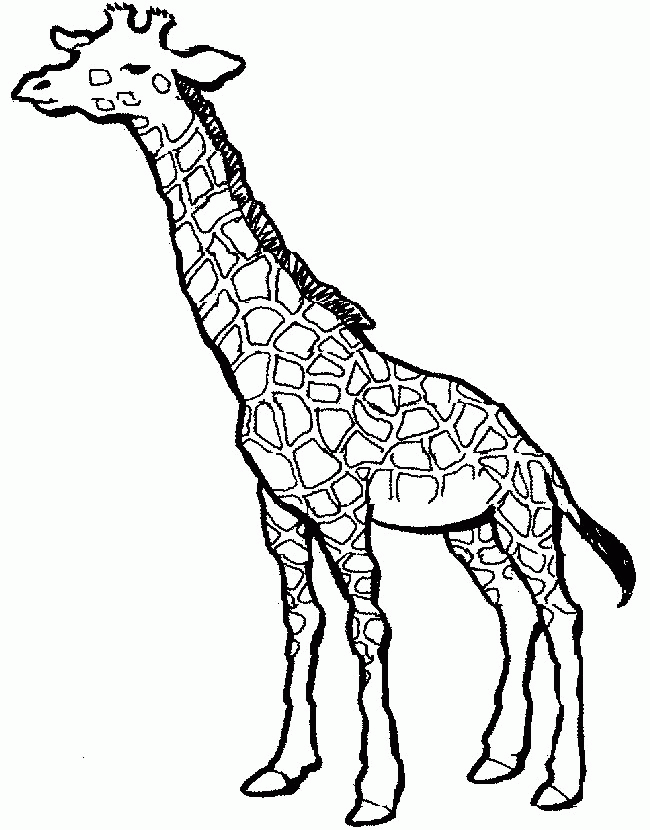 Giraffe Coloring Pages For Kids - Free Printable Coloring Pages 