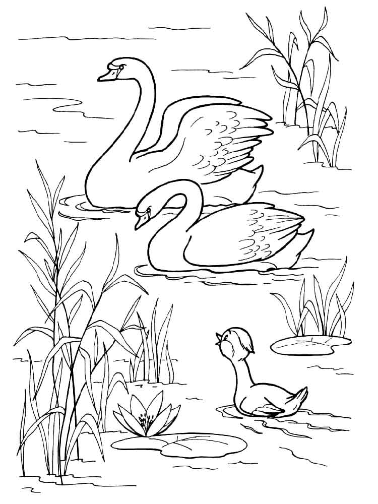 Swan coloring pages. Download and print Swan coloring pages