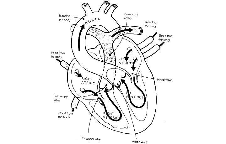 Anatomical Heart Coloring Page. adult coloring page of a heart ...