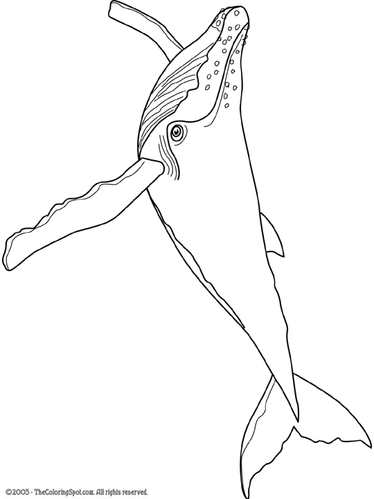 Humpback Whale Coloring Page | Audio Stories for Kids | Free Coloring Pages  | Colouring Printables