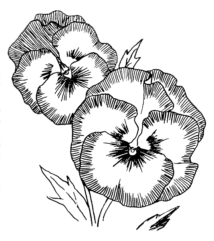 Pansy Flower Coloring Page | Purple Kitty