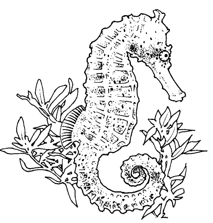 Seahorse Coloring Pages | 360ColoringPages