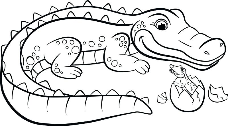 Gator Coloring Sheets Florida Pages Alligator For Kids Drawing At ...
