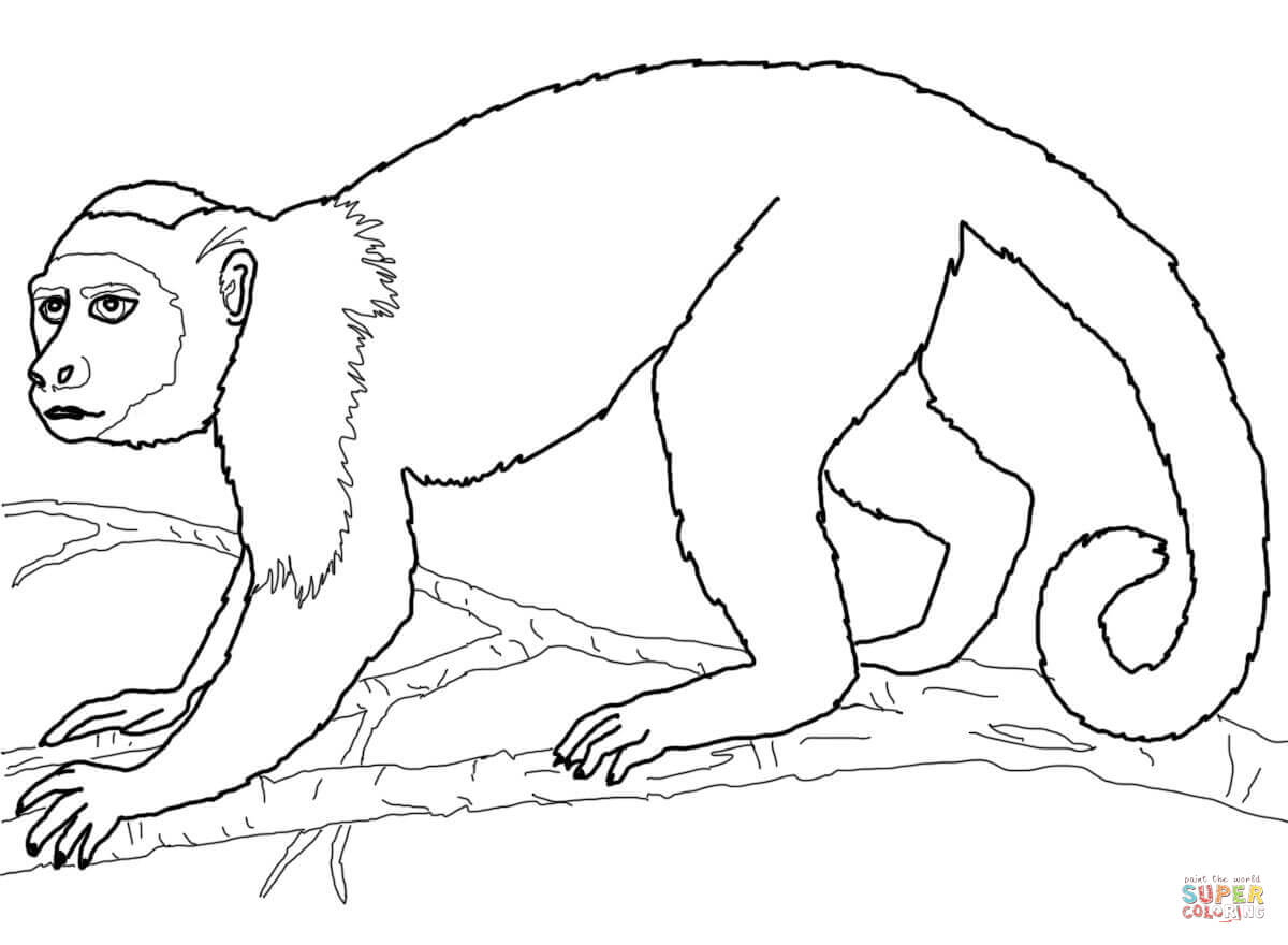 Capuchin Monkey coloring page | Free Printable Coloring Pages