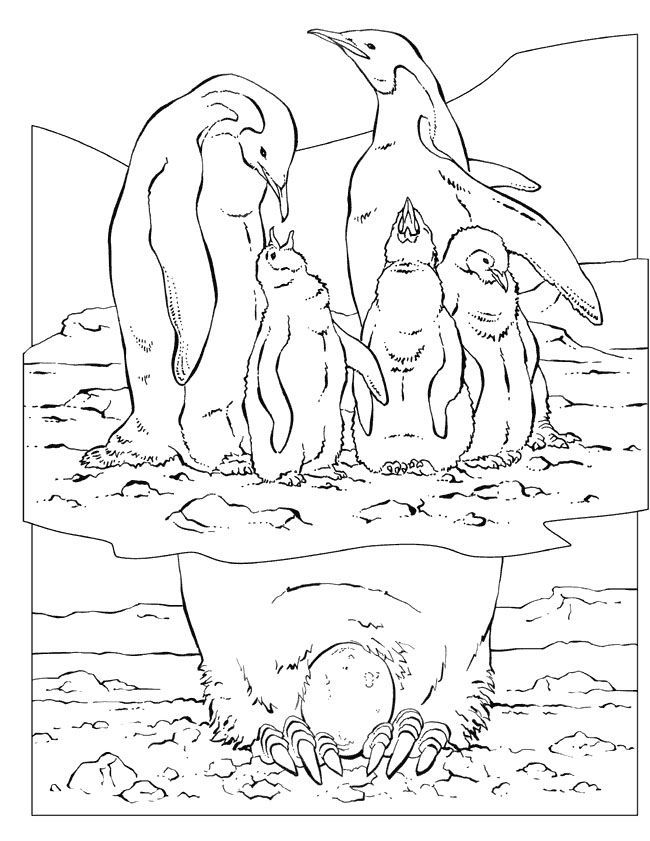 9 Pics of Penguin Family Coloring Pages - Black and White Cute ...