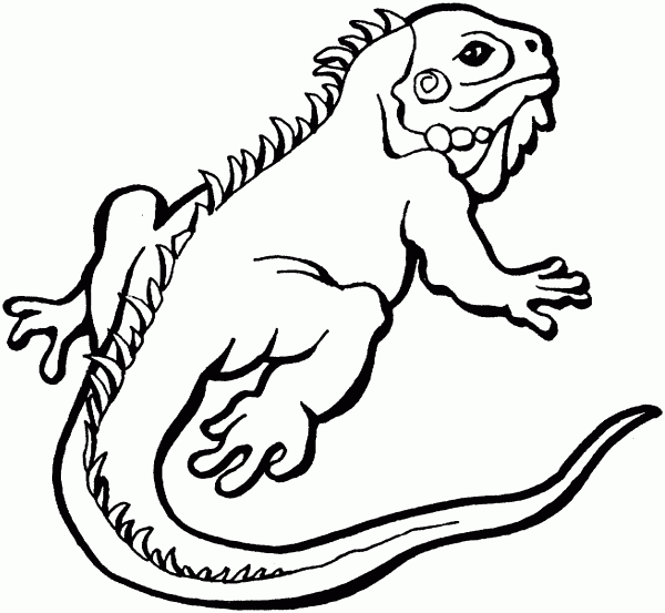 Lizards - Coloring Pages for Kids and for Adults