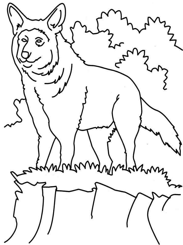 wolves fighting Colouring Pages