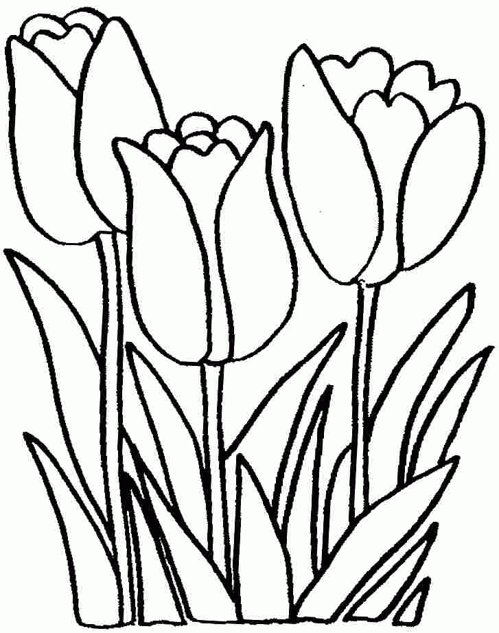 Tulip Flowers Coloring Sheets Free For Preschool 20598#