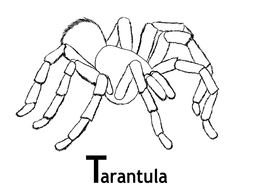 tarantulas Colouring Pages (page 3)