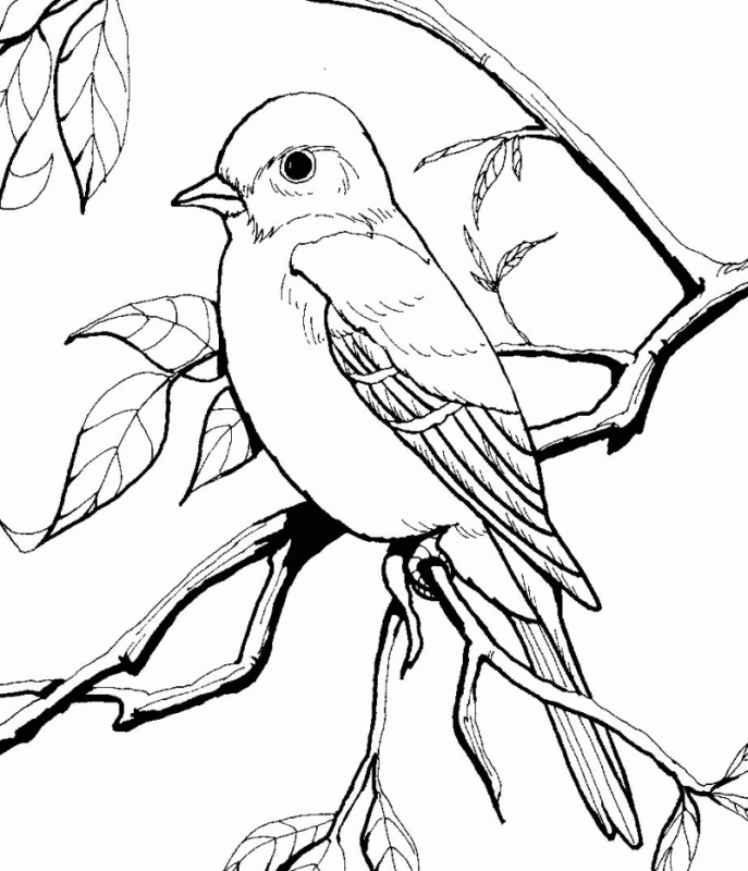 blue wrens Colouring Pages