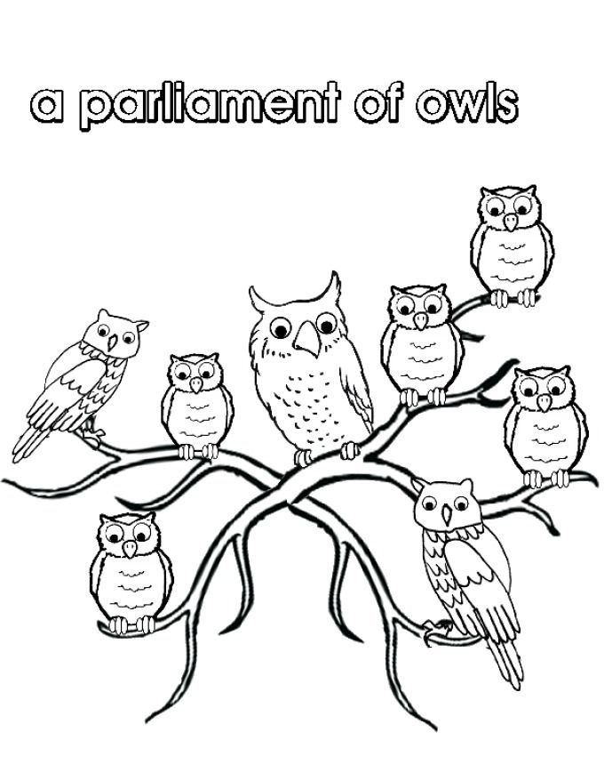 Collective Nouns - Owls - Colouring Pages