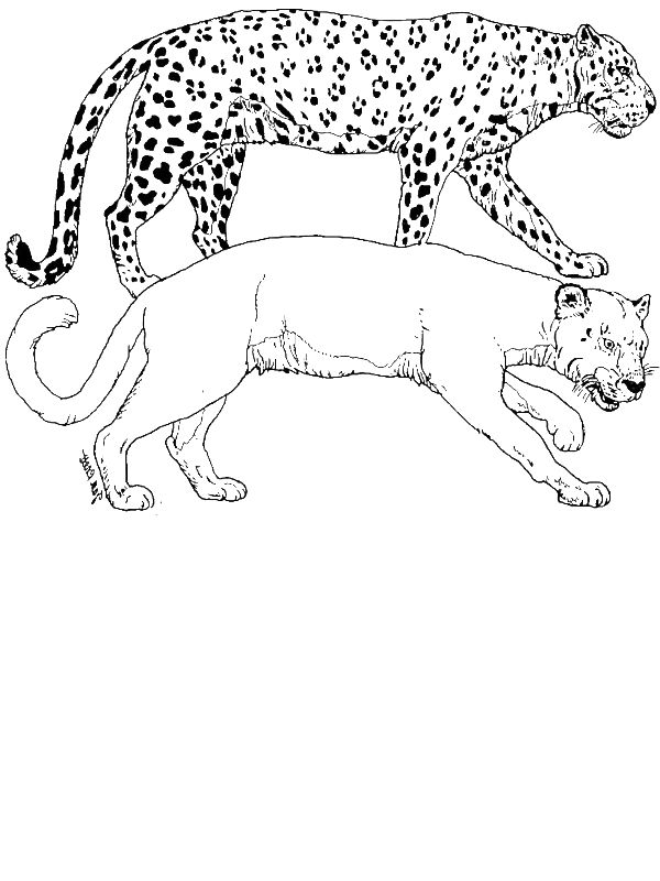 A Puma and a Leopard Tiger in the Wild Coloring Page by years old