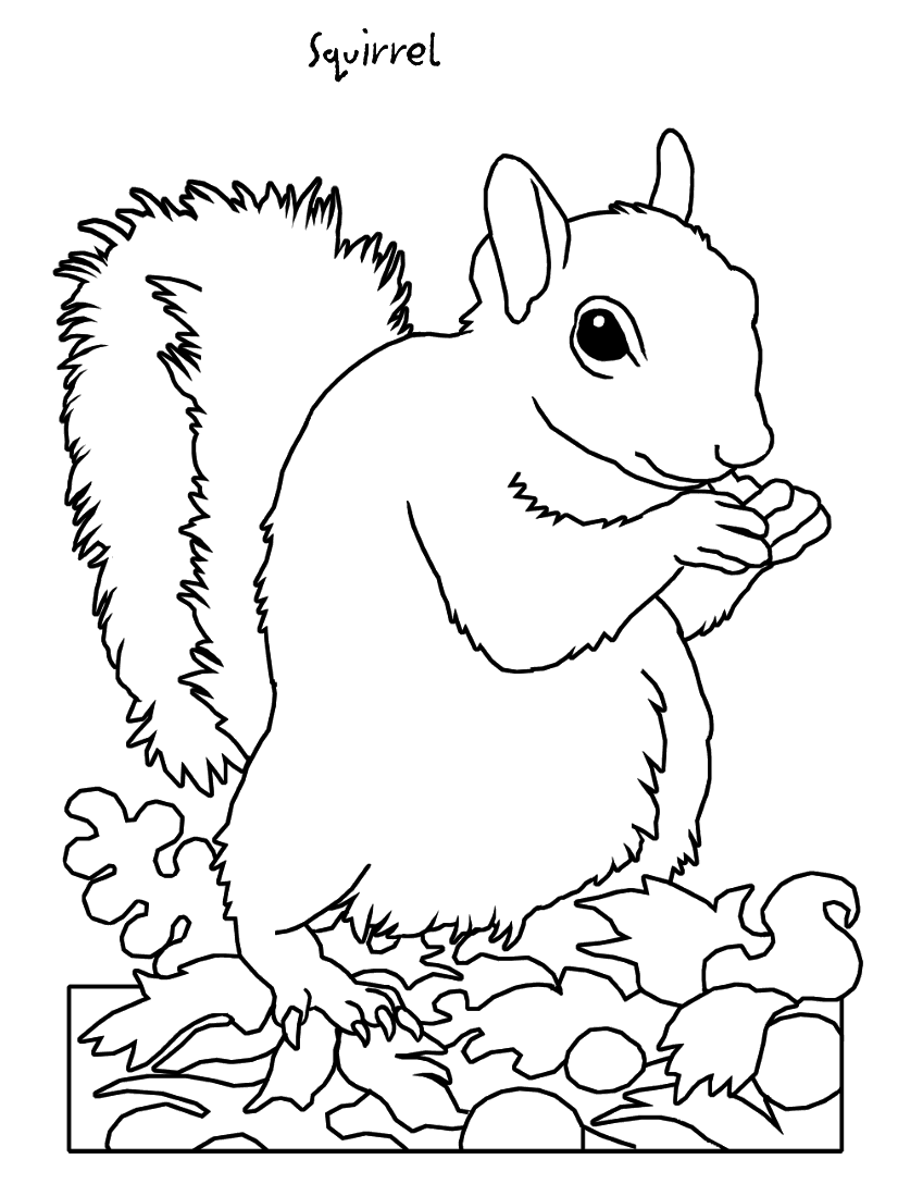 Squirrel Coloring Pages for Preschool | Coloring