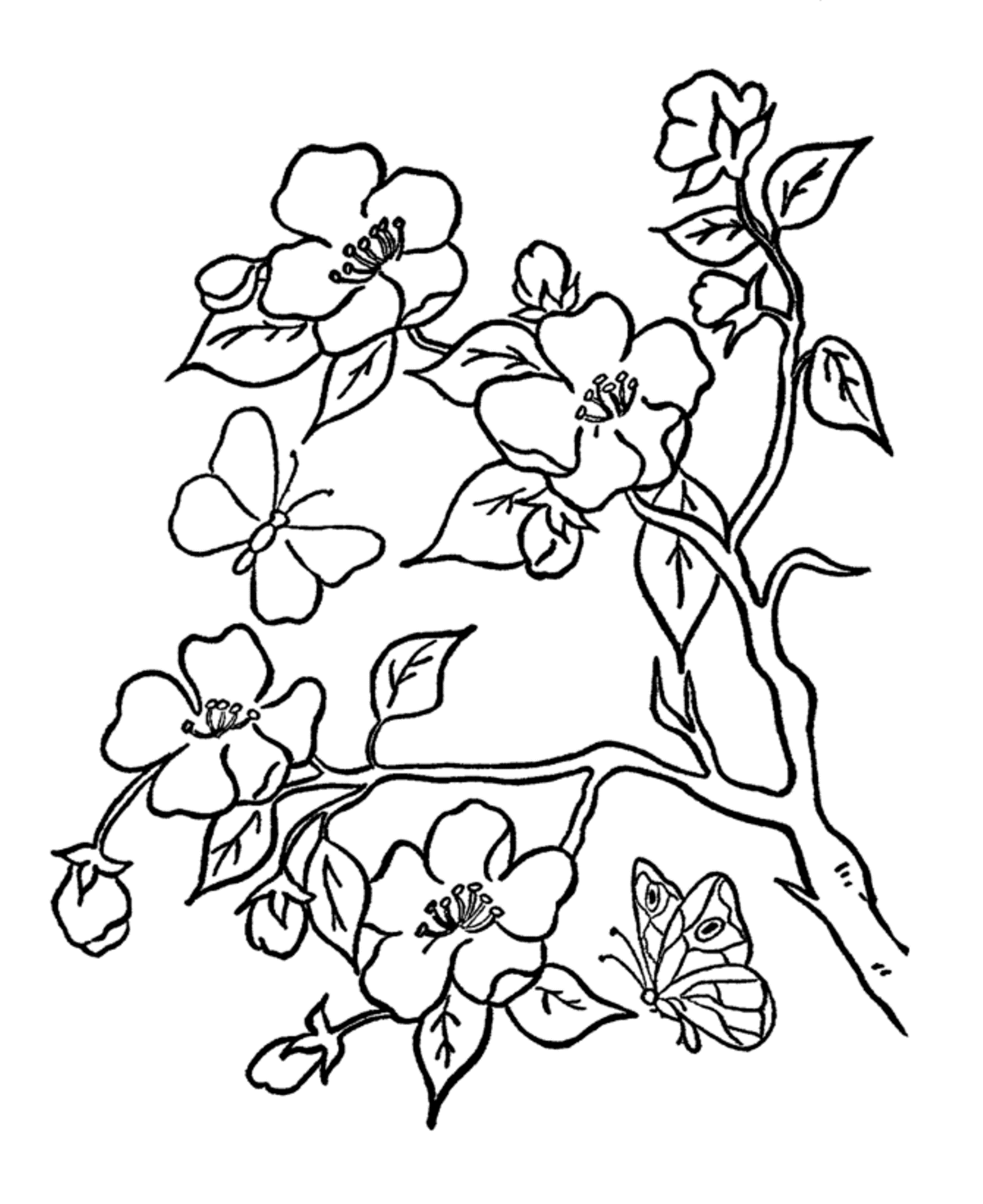 Flowers Coloring Pages With Butterfly | Flower Coloring pages of ...