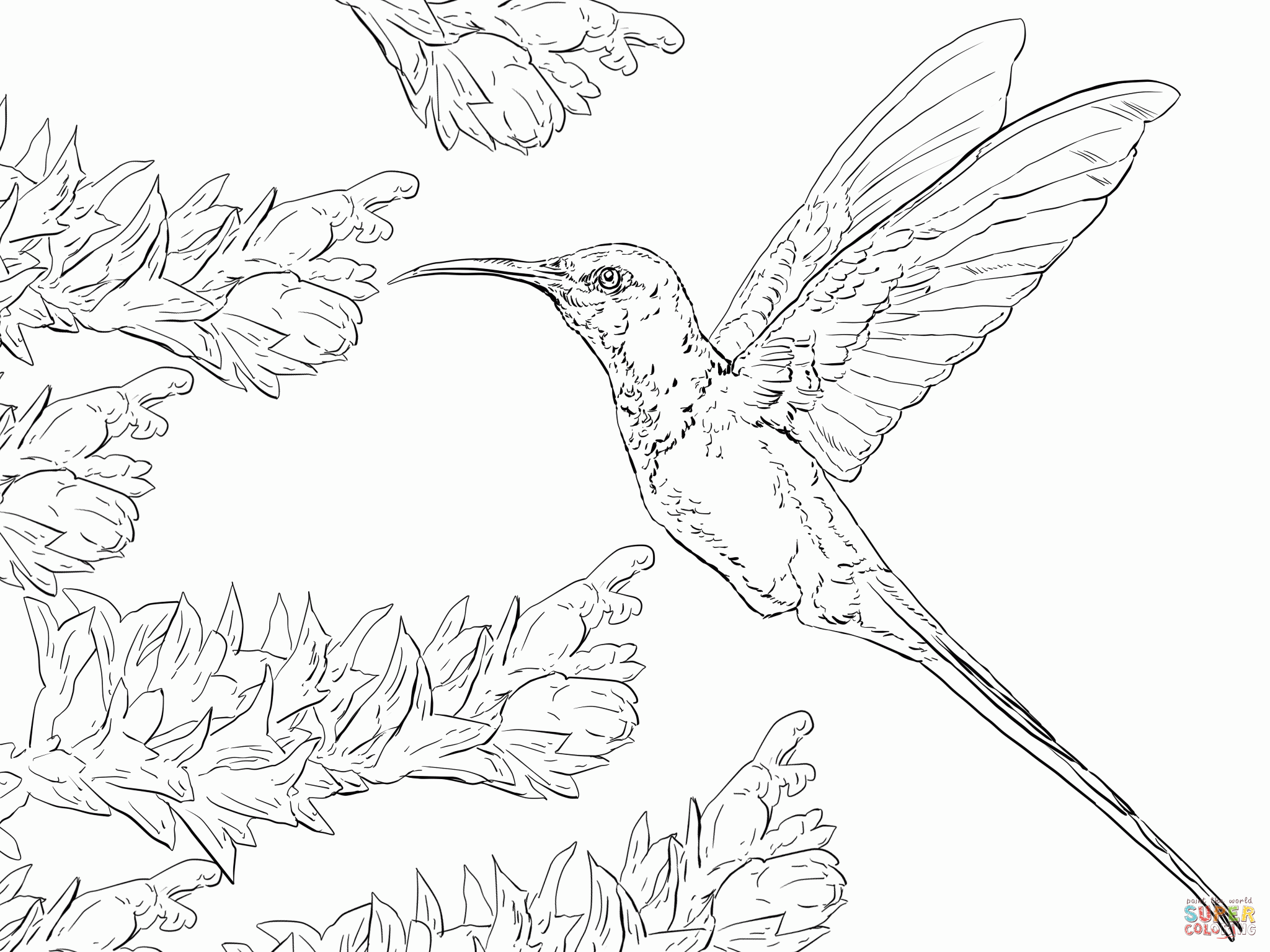 Hummingbird Coloring Page (19 Pictures) - Colorine.net | 2756