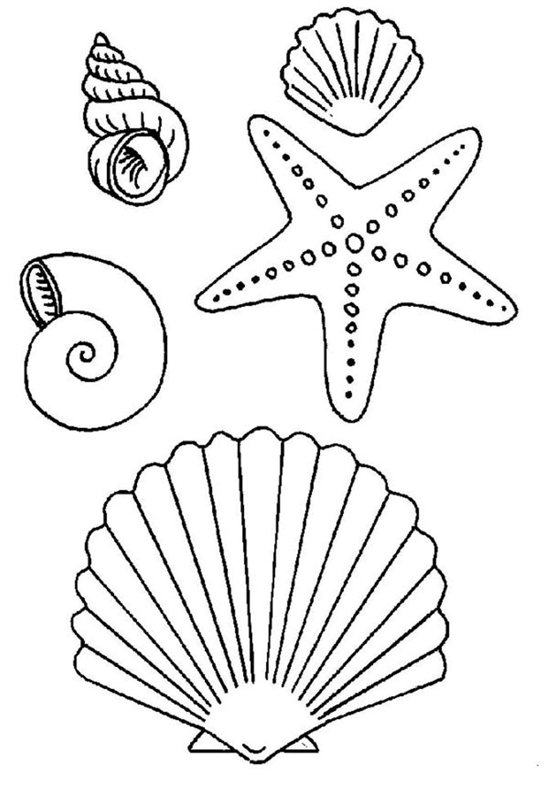 coloring seashells seashell popular