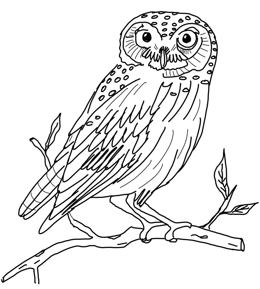 Owl Coloring Pages Printable Free   Only Coloring Pages   Coloring ...