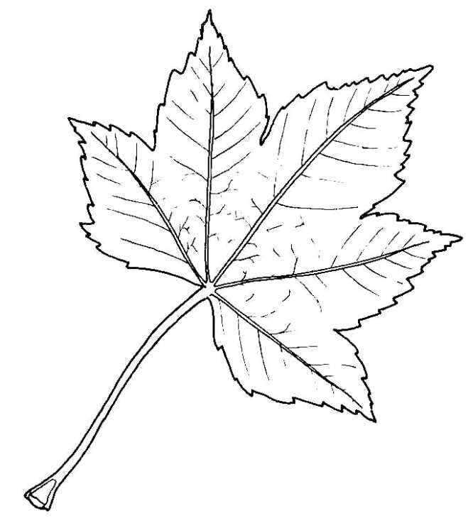leaf drawings | Jkerkorian14's Blog