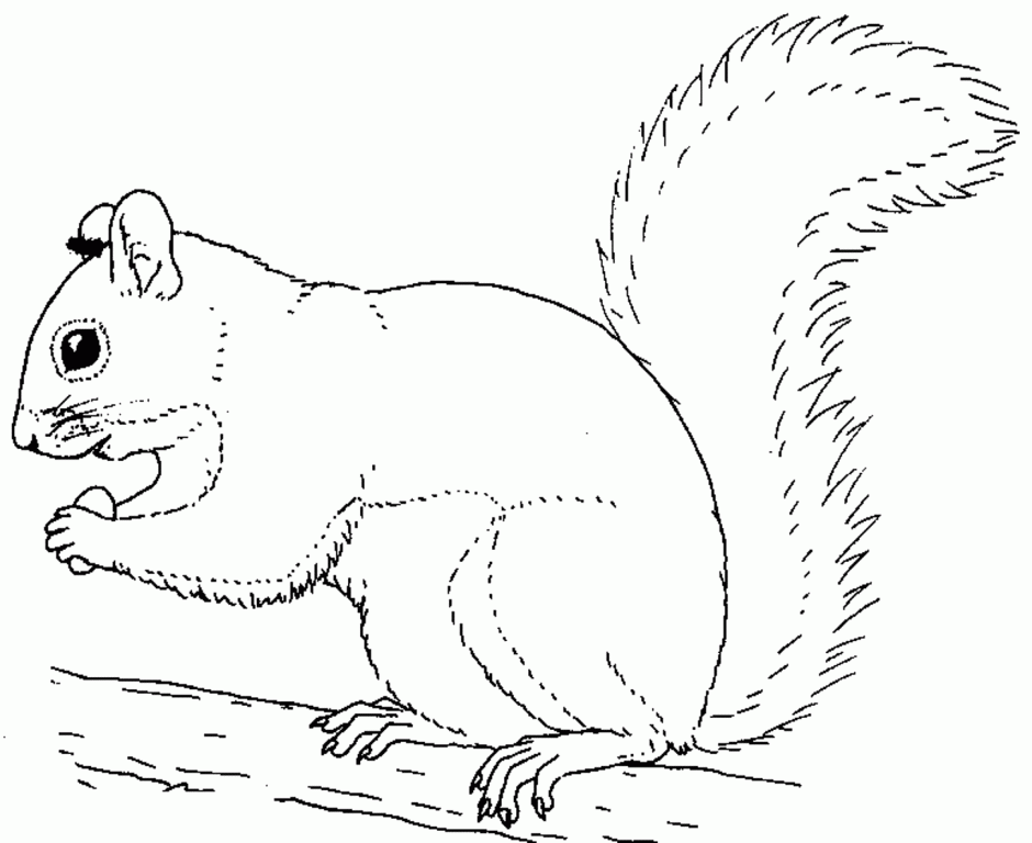 Free Printable Squirrel Coloring Pages For Kids 23794 Squirrel 