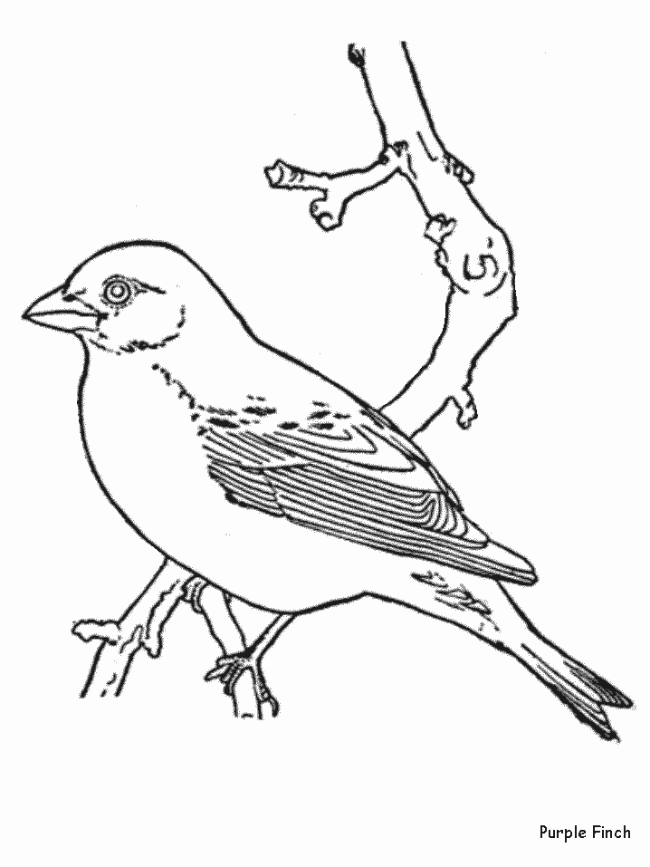Purplefinch Animals Coloring Pages & Coloring Book