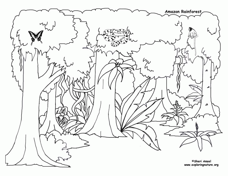 Animal Coloring Picture 5 Of 5 Rainforest Coloring Pages For Kids 