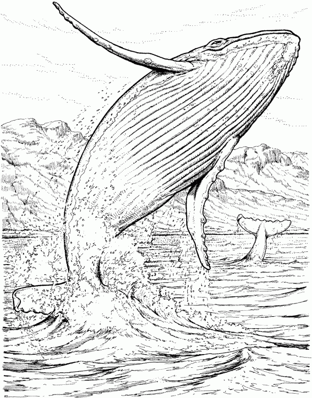 Free Whale Coloring Pages Orca Whale Coloring Pages Printable 