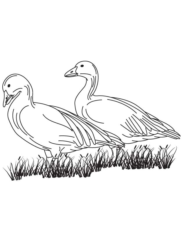 Two geese coloring page | Download Free Two geese coloring page 