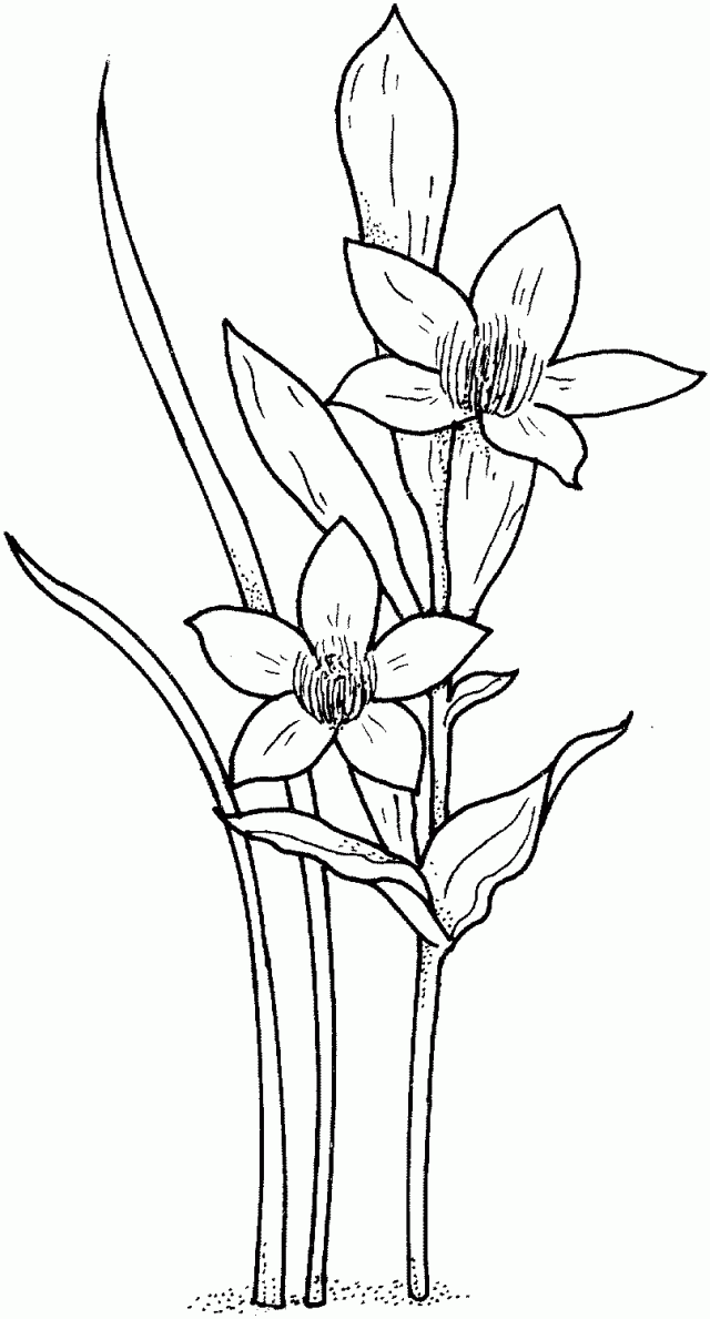 Daffodil Or Narcissus Or Jonquil Coloring Online Super Coloring 