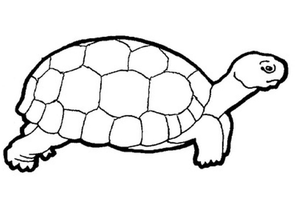 Printable Turtle Coloring Pages For Kids Concept | ViolasGallery.