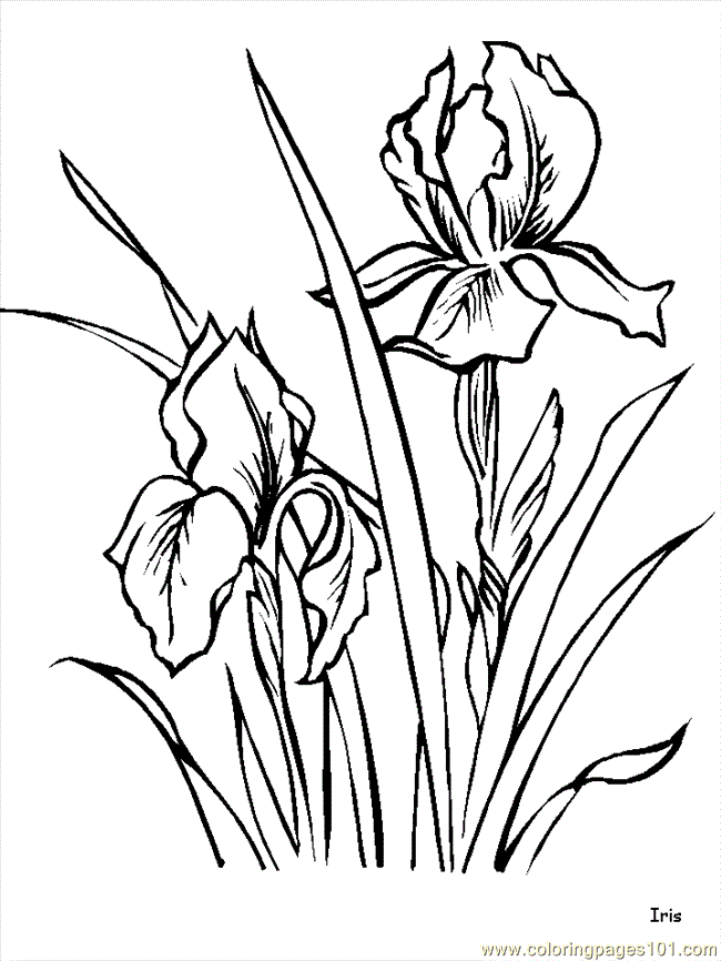 Coloring Pages Flower Coloring Pages Iris (Natural World > Flowers 