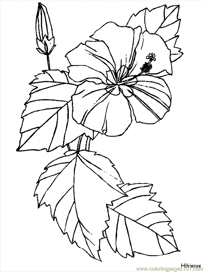 Coloring Pages Flower Coloring Pages Hibiscus (Natural World 