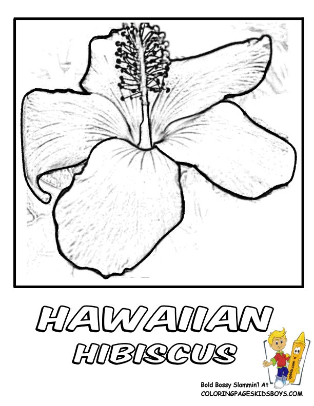hawaiian hibiscus Colouring Pages (page 3)
