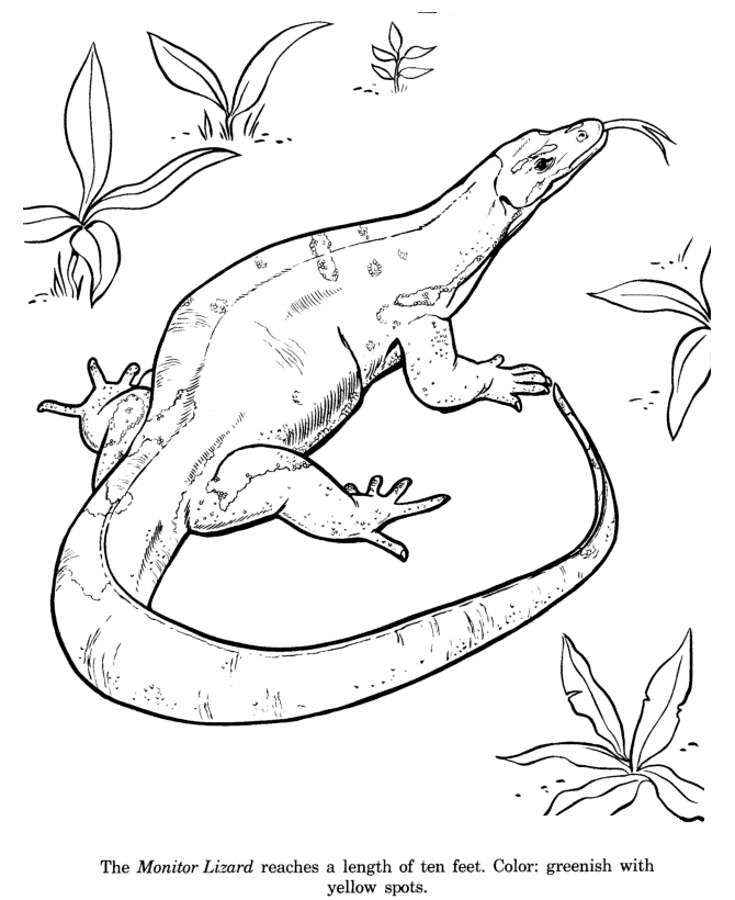 Animal Drawings Coloring Pages | Monitor Lizard animal 