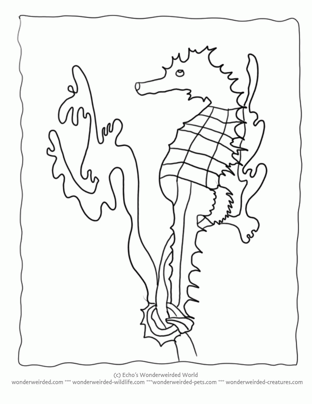Seahorse Silhouette, Silhouettes Templates for Ocean Themed 