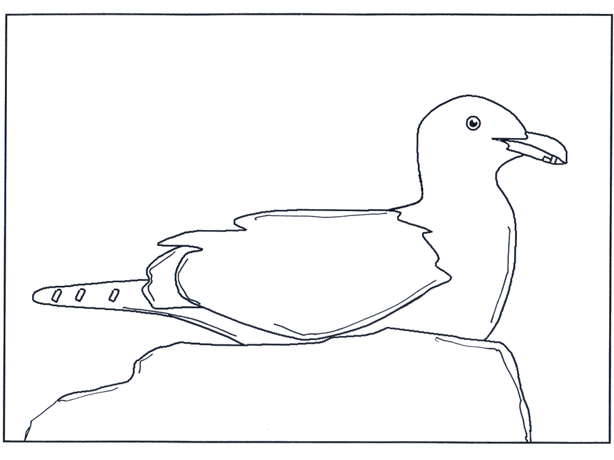Seagull on a rock - Birds