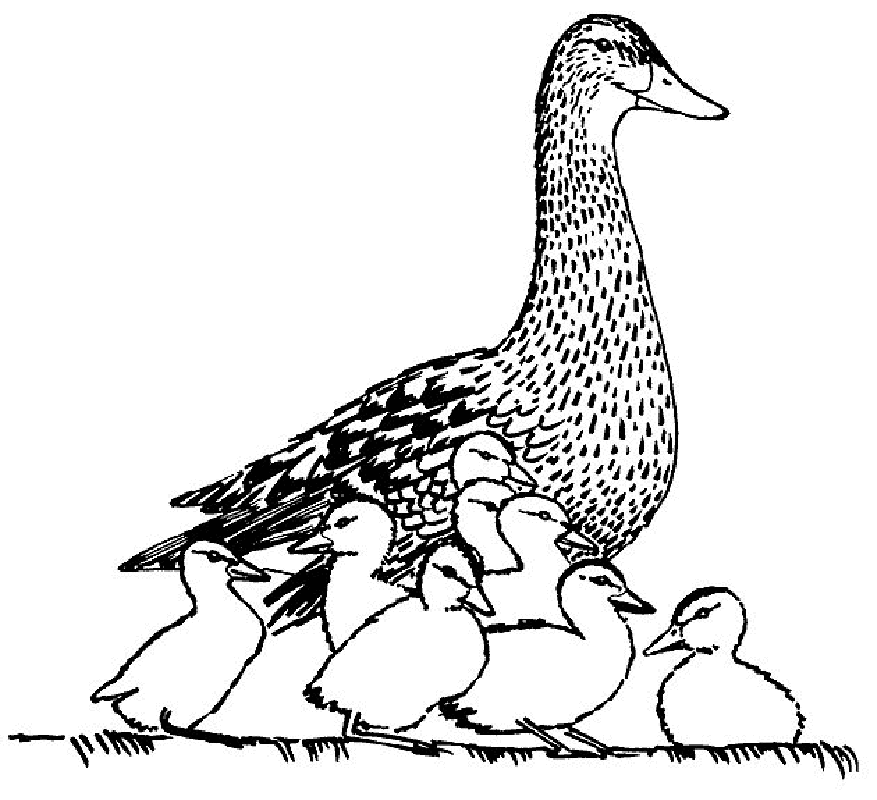 make way for duckling Colouring Pages (page 3)