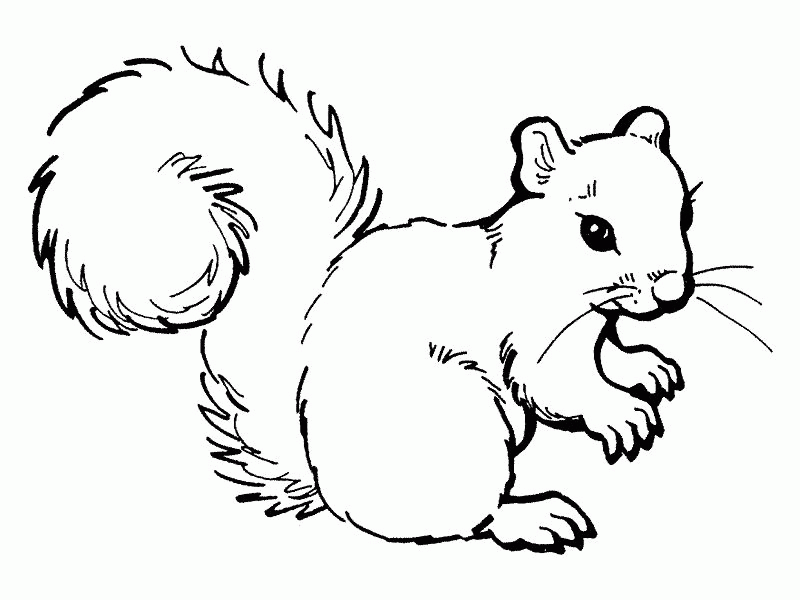 picture of a squirrel Colouring Pages