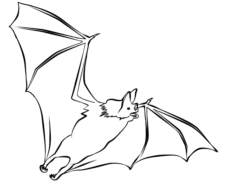 FREE Bat Coloring Page 15