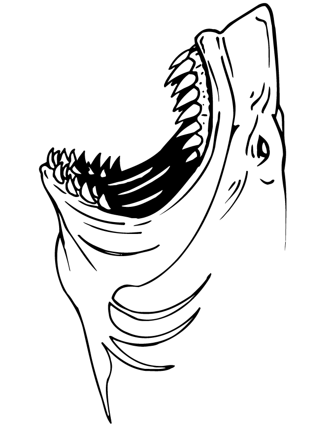 jaws shark coloring page  free printable coloring pages