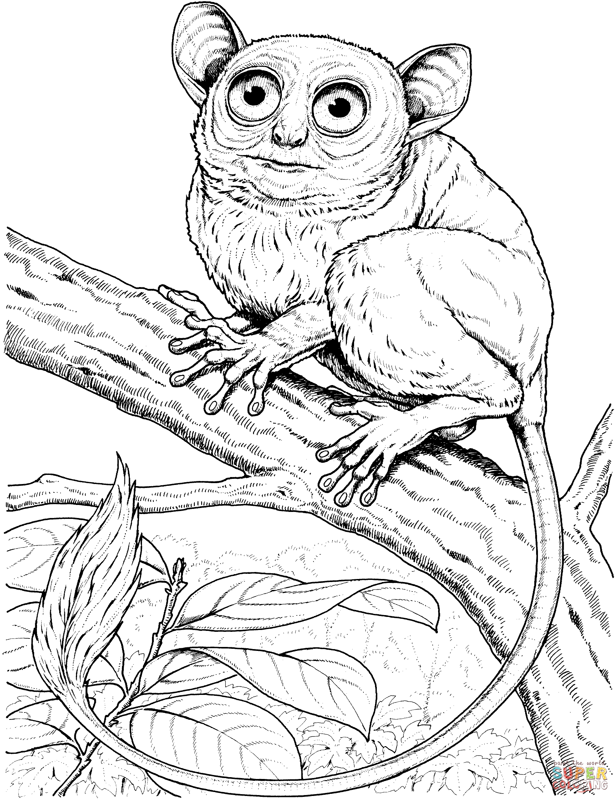 Tarsier coloring pages | Free Coloring Pages