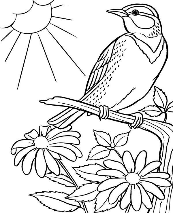 Chipping Sparrow bird coloring pages